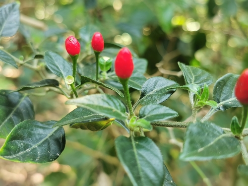 Capsicum annuum