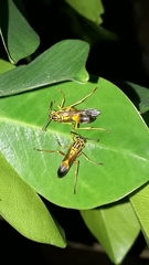 Mischocyttarus cerberus