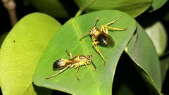 Mischocyttarus cerberus