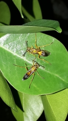 Mischocyttarus cerberus