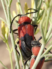 Crossidius coralinus