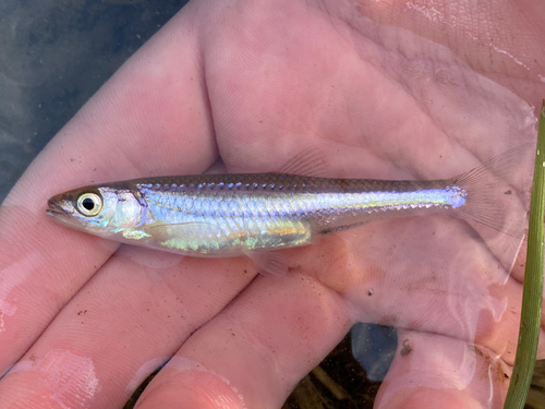 Carmine Shiner