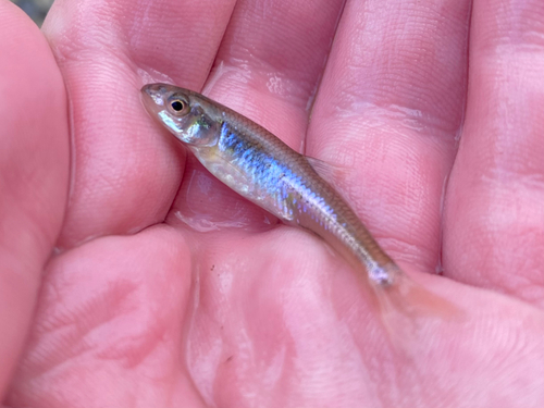 Bigmouth Shiner