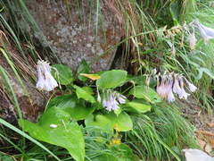 Hosta sieboldiana