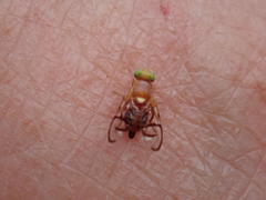 Paraterellia superba