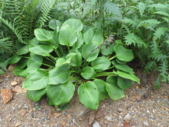 Hosta sieboldiana