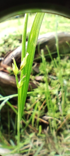 Carex filipes iNat (1)