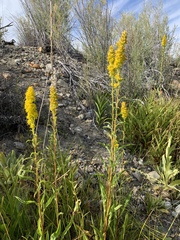 Solidago spectabilis