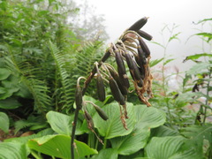 Hosta sieboldiana