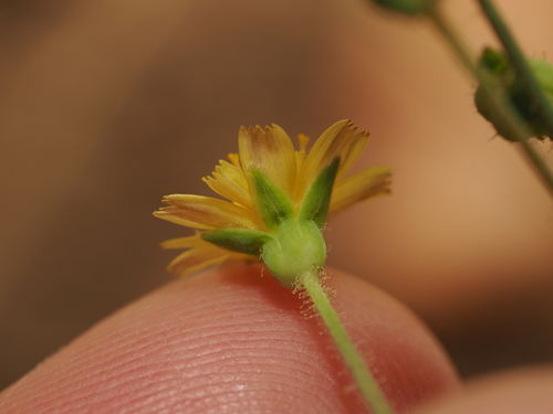 Wright's dwarfdandelion (Krigia wrightii)