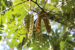 Albizia julibrissin