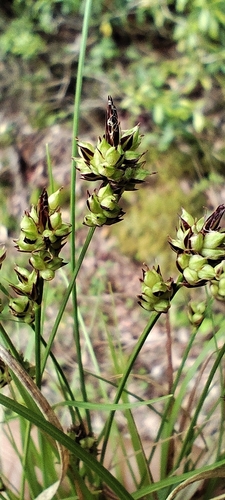 Carex oxyandra iNat (2)