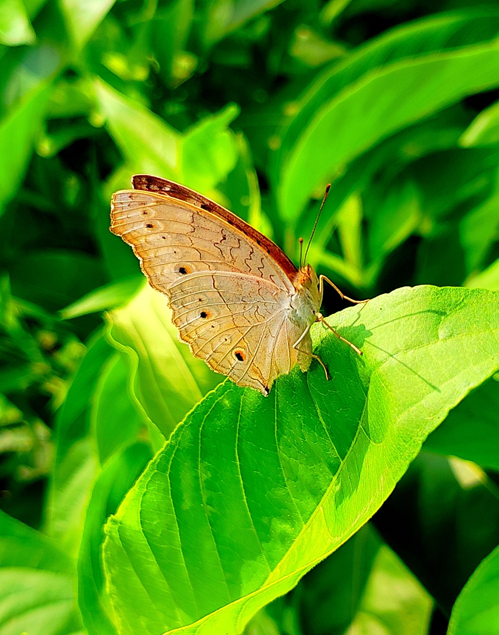 Grey Pansy