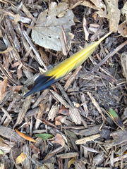 Colaptes auratus auratus