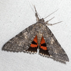 Catocala meskei