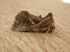 Chrysodeixis subsidens