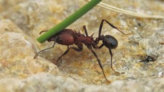 Acromyrmex heyeri