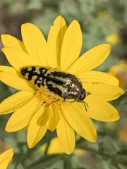Acmaeodera amplicollis