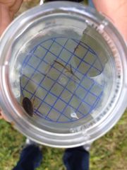 Tropisternus lateralis