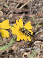Acmaeodera amplicollis