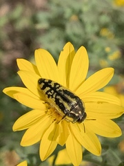 Acmaeodera amplicollis