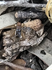 Neonemobius mormonius