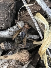 Neonemobius mormonius