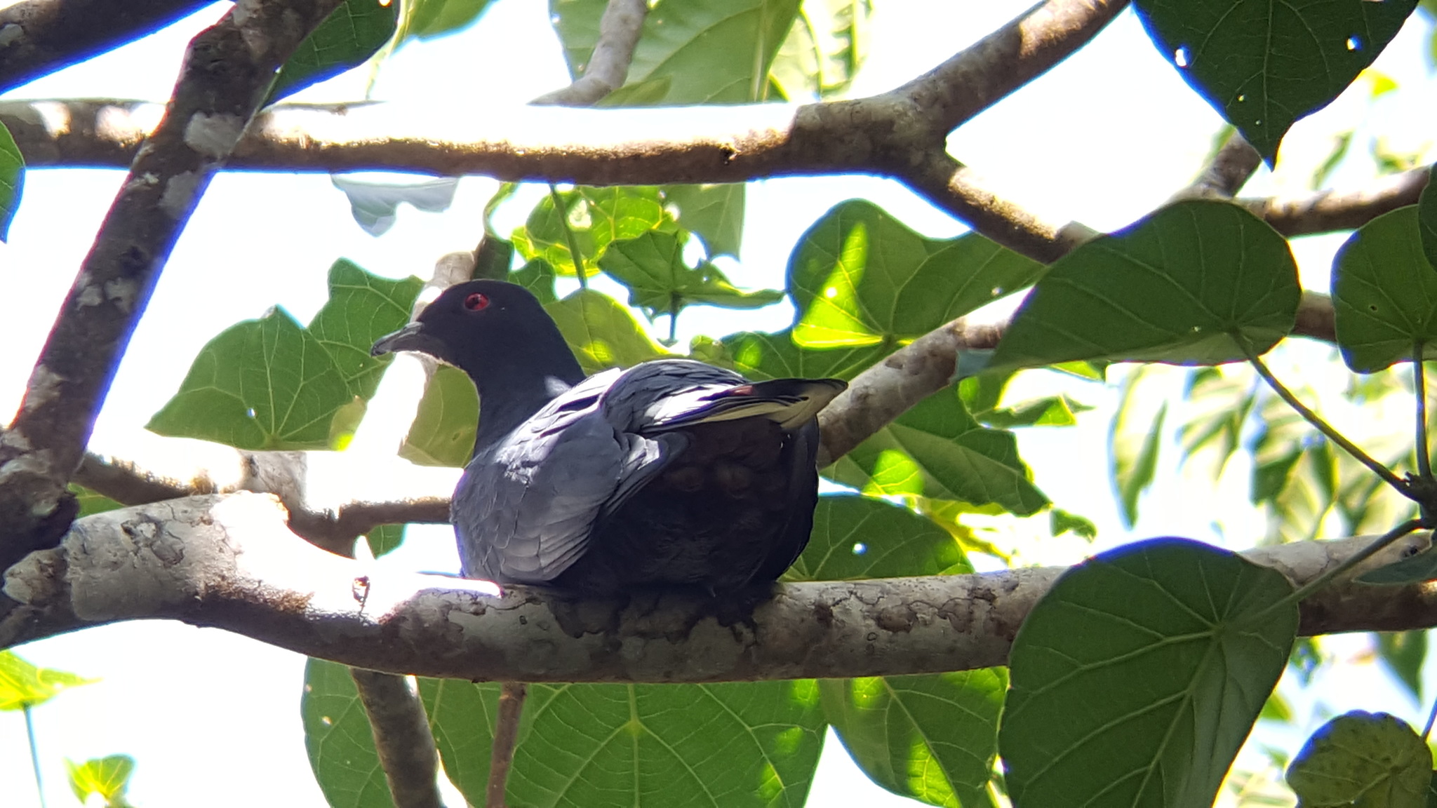 Black Imperial Pigeon (Ducula melanochroa), photo 2
