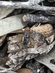 Neonemobius mormonius