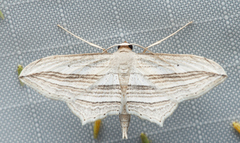 Arcobara multilineata