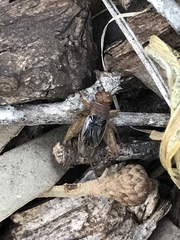 Neonemobius mormonius