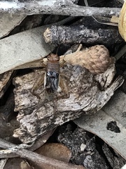 Neonemobius mormonius