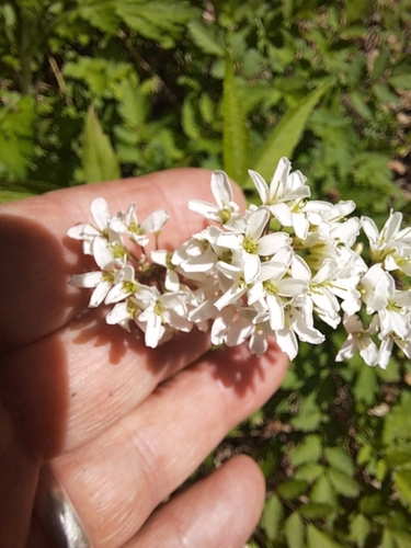 Cardamine leucantha iNat (3)