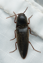 Diplostethus opacicollis