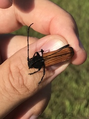 Tragidion coquus