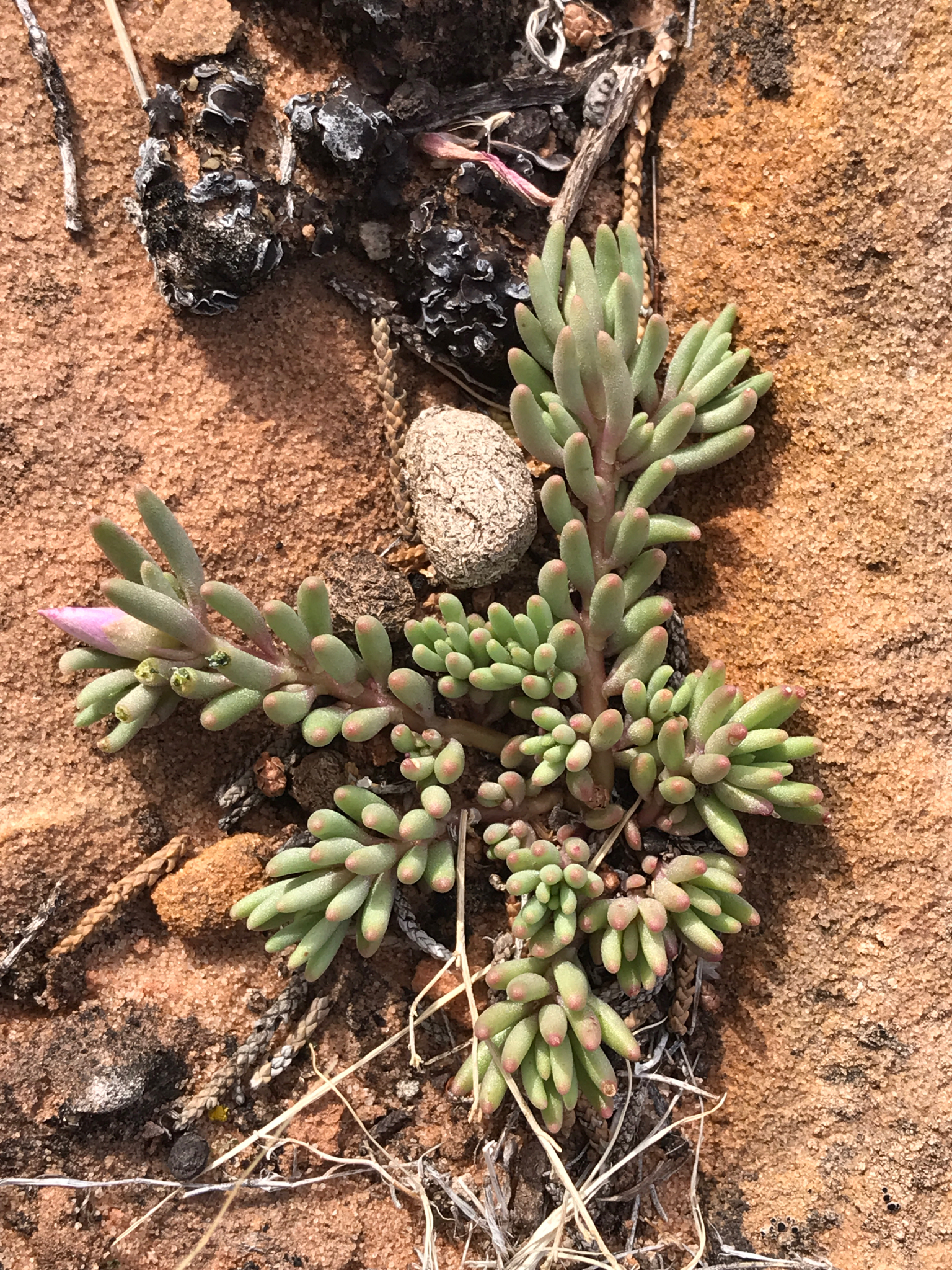 Sausage-Leaf Fameflower (Phemeranthus brevifolius)