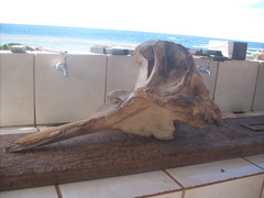 Ziphius cavirostris