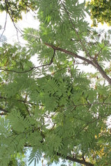Albizia julibrissin