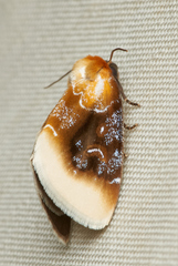 Chrysoecia scira