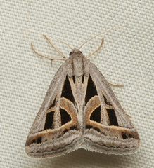 Callistege diagonalis