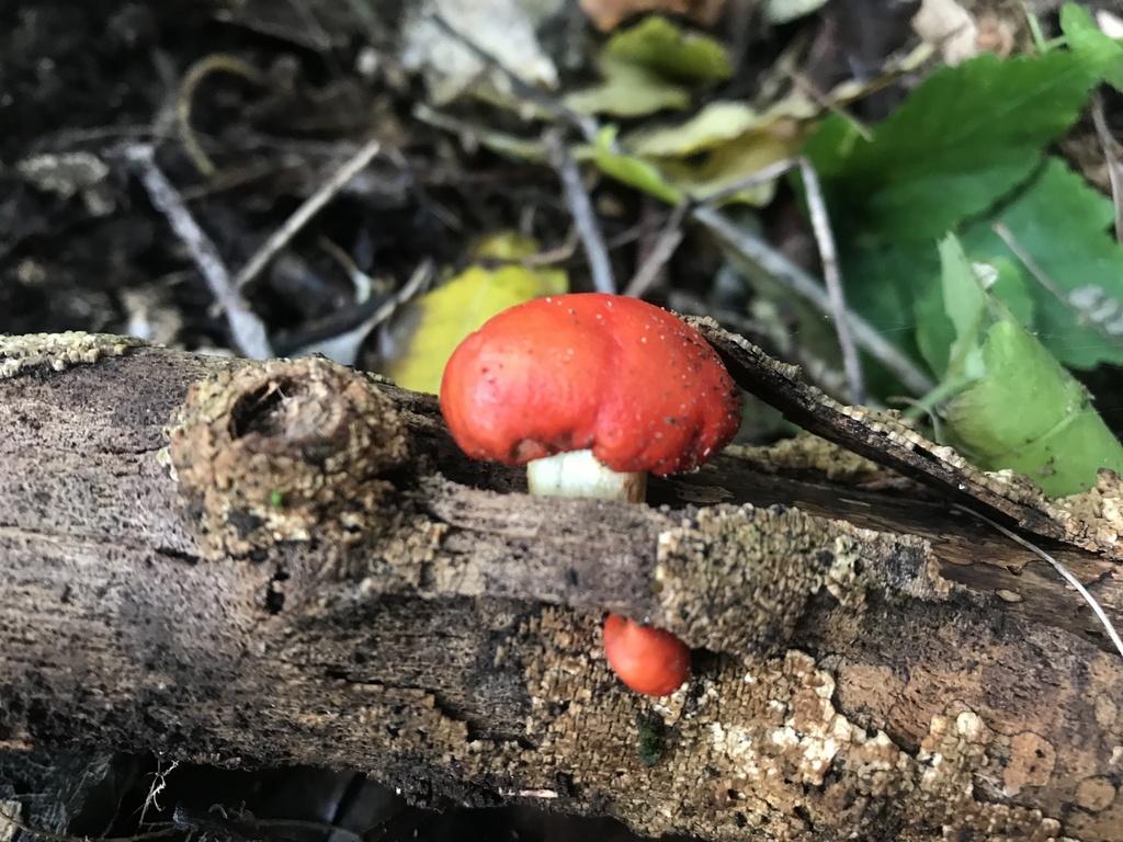 Leratiomyces erythrocephalus · May 2025 · photo: © emmaburns (iNaturalist, cc-by)