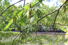 Albizia julibrissin