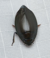 Dineutus sublineatus