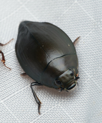 Dineutus sublineatus