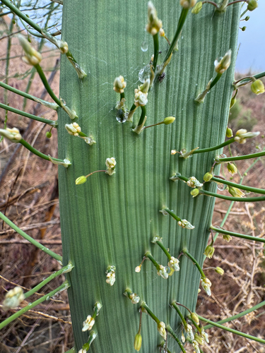 Asparagus officinalis
