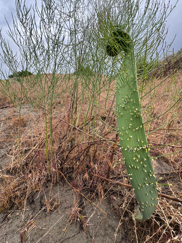 Asparagus officinalis