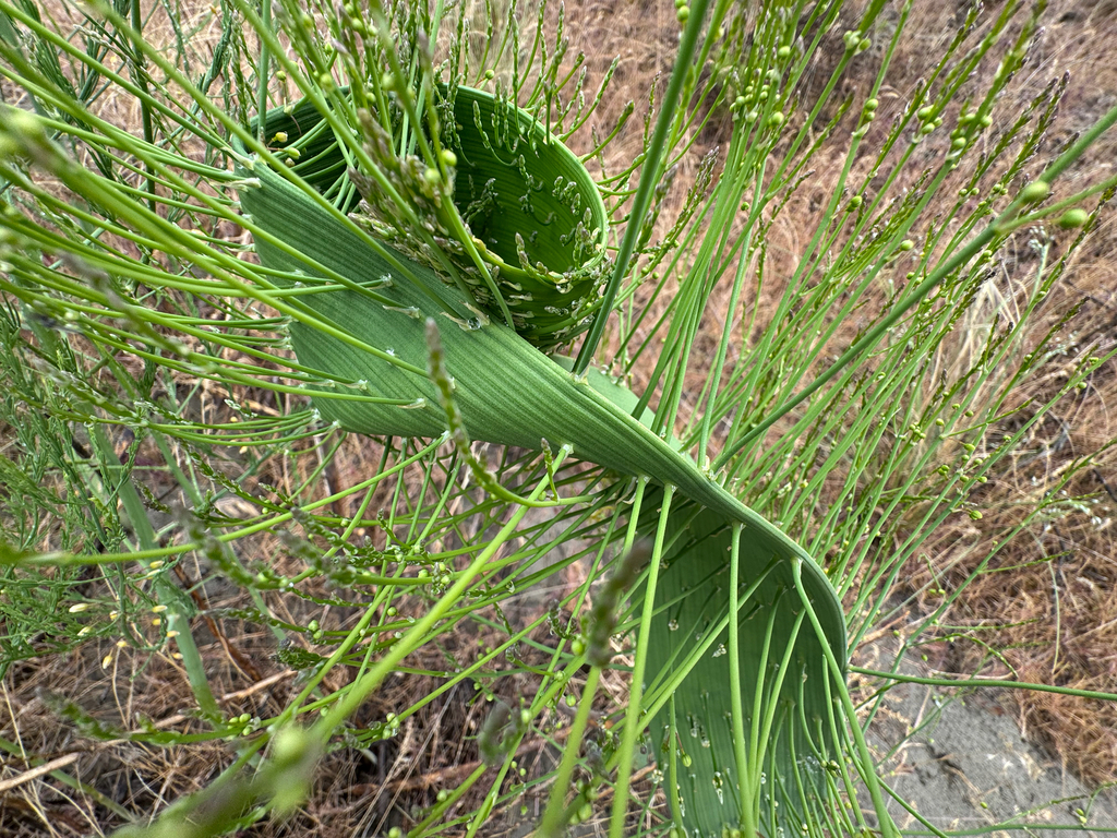 Asparagus