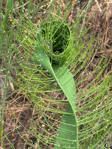 Asparagus officinalis