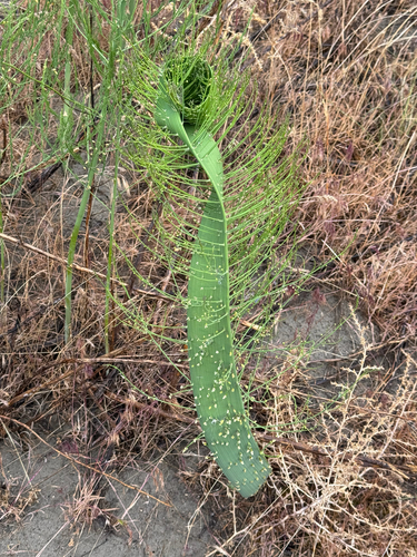 Asparagus officinalis