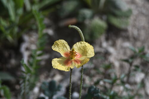 Annual Horned Poppy (Glaucium elegans)
